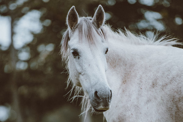 Being an equestrian and an entrepreneur